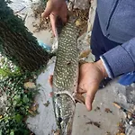 Beogradjanka Mala * Zvornik